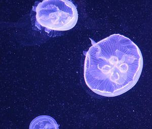 Превью обои медузы, вода, подводный, синий, пузыри