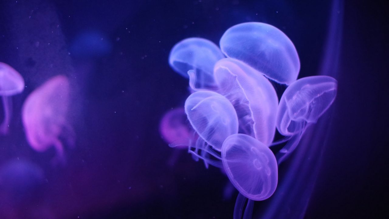Обои медузы, вода, прозрачный, синий