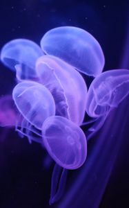 Превью обои медузы, вода, прозрачный, синий