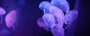 Превью обои медузы, вода, прозрачный, синий