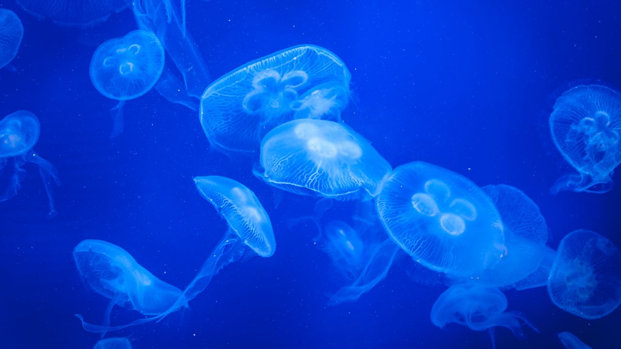Обои медузы, вода, синий, свечение