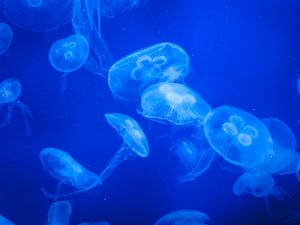 Превью обои медузы, вода, синий, свечение