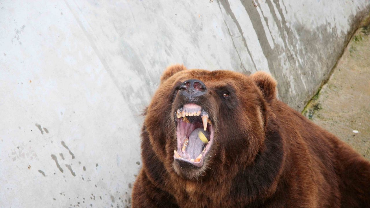 Обои медведь, агрессия, оскал, злость