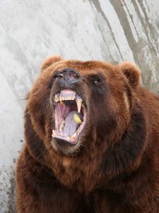 Превью обои медведь, агрессия, оскал, злость