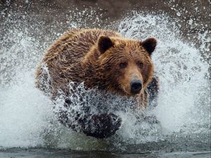 Превью обои медведь, бежать, брызги, всплеск