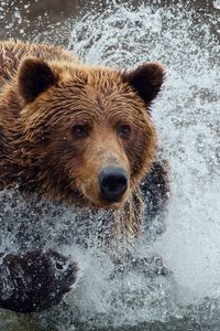 Превью обои медведь, бежать, брызги, вода, всплеск