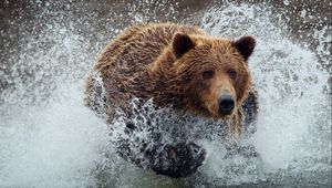 Превью обои медведь, бежать, брызги, вода, всплеск