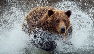 Превью обои медведь, бежать, брызги, вода, всплеск