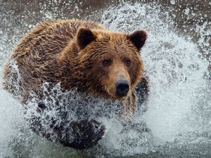 Превью обои медведь, бежать, брызги, вода, всплеск