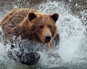 Превью обои медведь, бежать, брызги, вода, всплеск