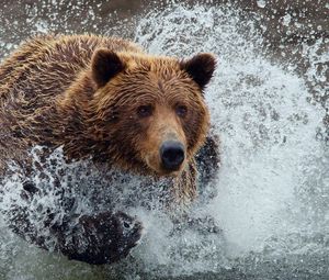 Превью обои медведь, бежать, брызги, вода, всплеск