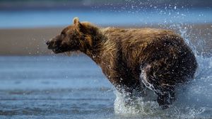 Превью обои медведь, бежать, вода, мокрый