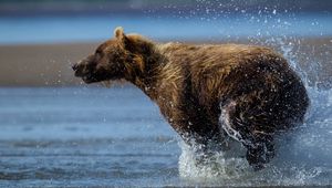 Превью обои медведь, бежать, вода, мокрый