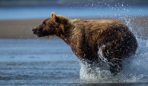 Превью обои медведь, бежать, вода, мокрый