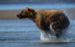 Превью обои медведь, бежать, вода, мокрый