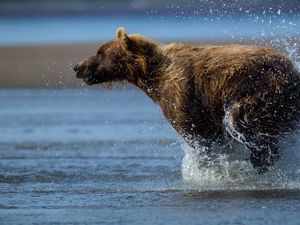 Превью обои медведь, бежать, вода, мокрый