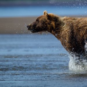 Превью обои медведь, бежать, вода, мокрый