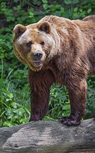 Превью обои медведь, бревно, листья, лес, животное, природа
