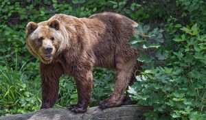 Превью обои медведь, бревно, листья, лес, животное, природа