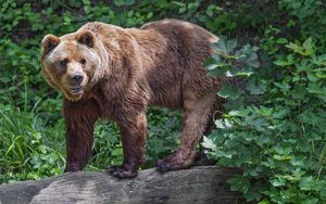 Превью обои медведь, бревно, листья, лес, животное, природа