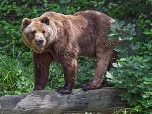 Превью обои медведь, бревно, листья, лес, животное, природа