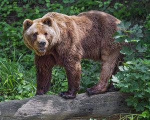 Превью обои медведь, бревно, листья, лес, животное, природа