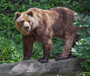 Превью обои медведь, бревно, листья, лес, животное, природа