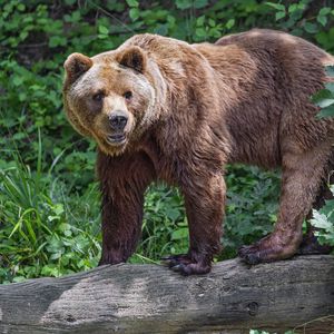 Превью обои медведь, бревно, листья, лес, животное, природа