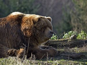 Превью обои медведь, бревно, толстый, лежать