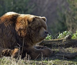 Превью обои медведь, бревно, толстый, лежать