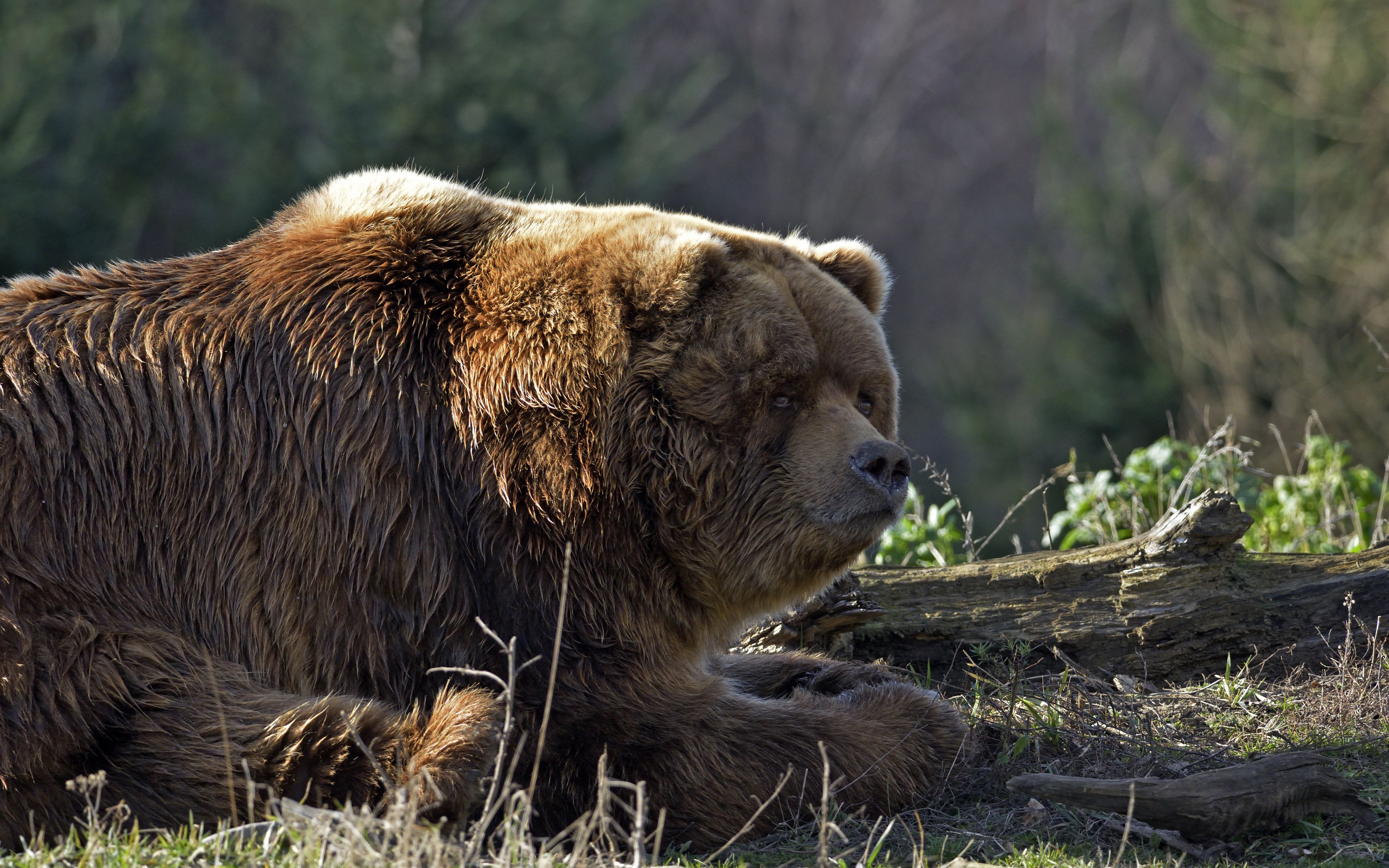 Bear. Апеннинский бурый медведь. Уссурийский бурый медведь. Кантабрийский бурый медведь. Медведь Гризли.