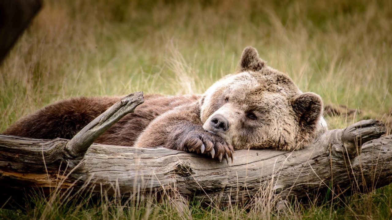 Обои медведь, бурый, бревно, отдых