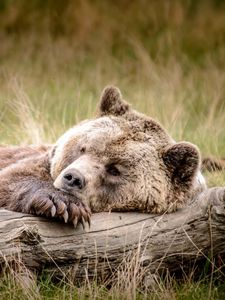 Превью обои медведь, бурый, бревно, отдых