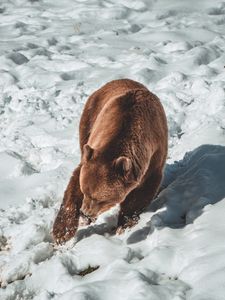 Превью обои медведь, бурый медведь, хищник, снег