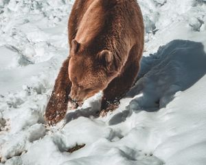 Превью обои медведь, бурый медведь, хищник, снег