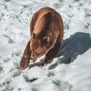 Превью обои медведь, бурый медведь, хищник, снег