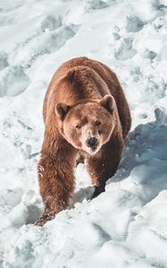 Превью обои медведь, бурый медведь, хищник, снег, морда