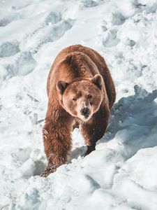 Превью обои медведь, бурый медведь, хищник, снег, морда