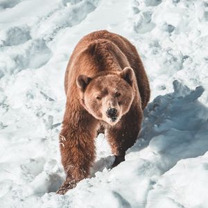 Превью обои медведь, бурый медведь, хищник, снег, морда