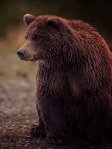 Превью обои медведь, бурый, мокрый, сидит, косолапый