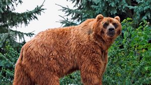 Превью обои медведь, бурый, окрас, трава, большой