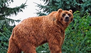 Превью обои медведь, бурый, окрас, трава, большой