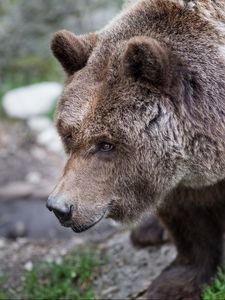 Превью обои медведь, бурый, шерсть, трава