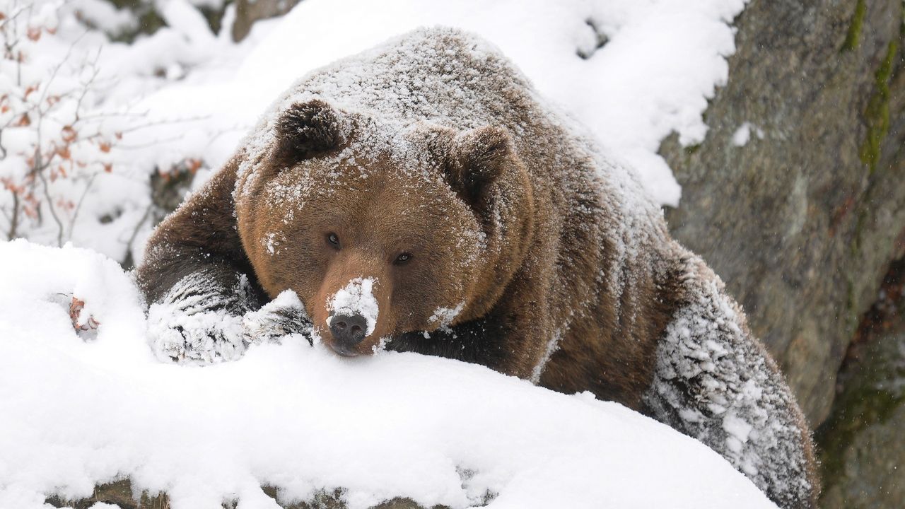Обои медведь, бурый, снег, большой, прогулка, охота