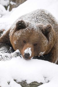 Превью обои медведь, бурый, снег, большой, прогулка, охота