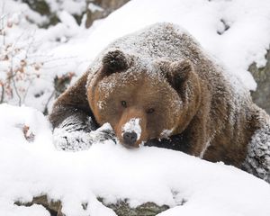 Превью обои медведь, бурый, снег, большой, прогулка, охота