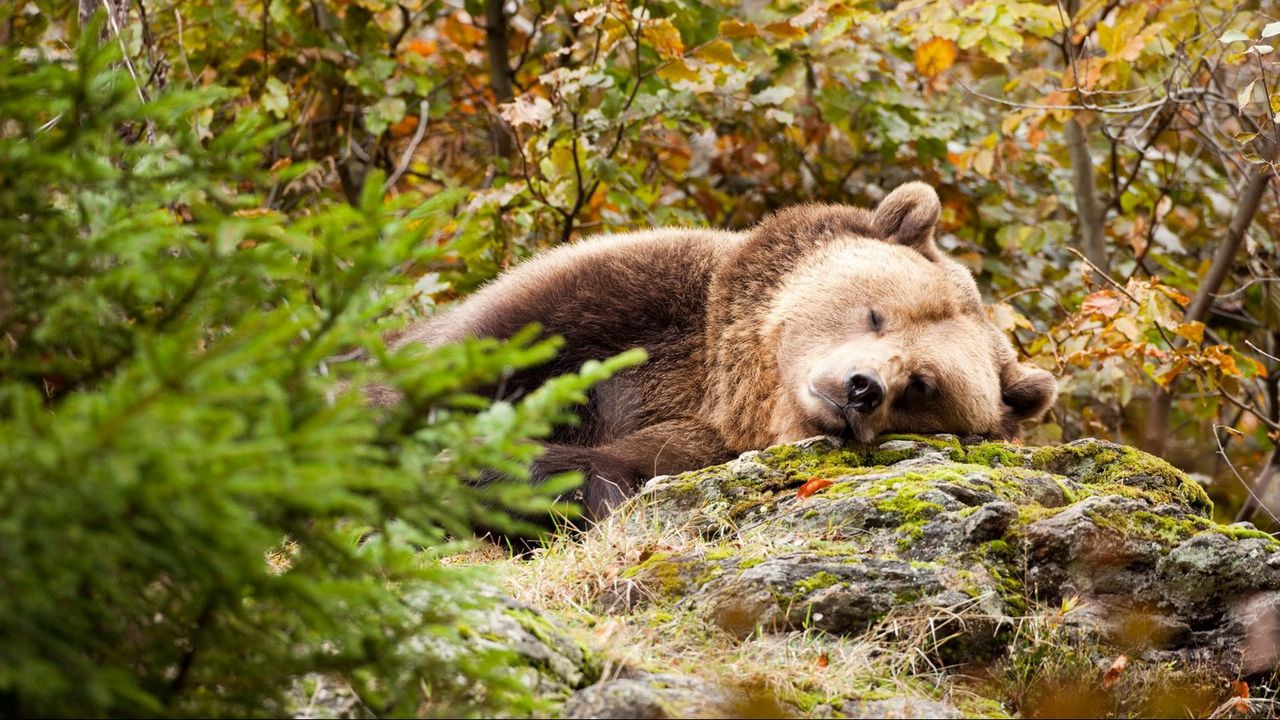 Обои медведь, бурый, спит, трава