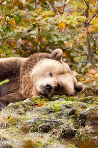 Превью обои медведь, бурый, спит, трава