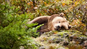 Превью обои медведь, бурый, спит, трава