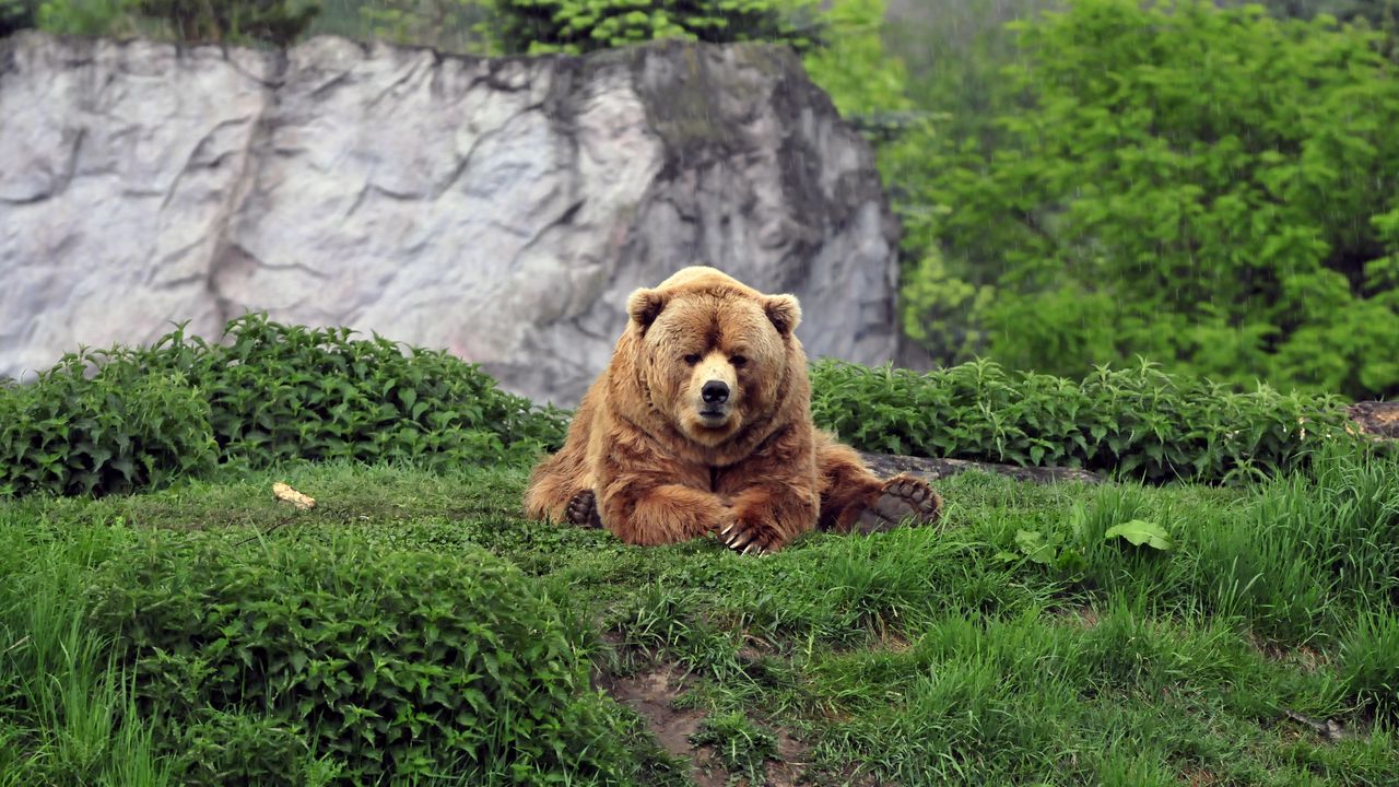 Обои медведь, бурый, трава, прикольный, лежать